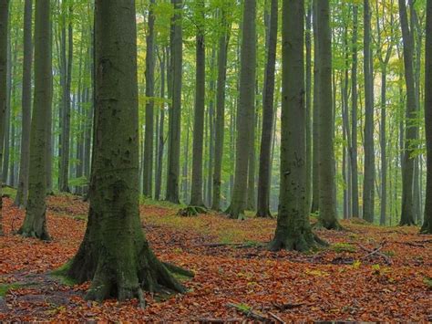 The Ancient Beech Forests Of Germany Represent One Of Europes Purest