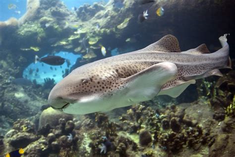 New Shark And Ray Touchpool Gallery Coming To Audubon Aquarium Of The