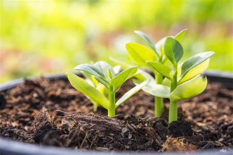 Gardening Organic Plants In Pots Save Trees