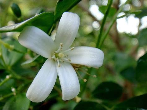 Hal ini dikarenakan toko bunga memiliki suplier bunga yang mengerti dan paham dalam mengirim bunga namun yang terpenting adalah dalam menanam dan merawat hingga bunga itu di potong. Manfaat Bunga Kemuning