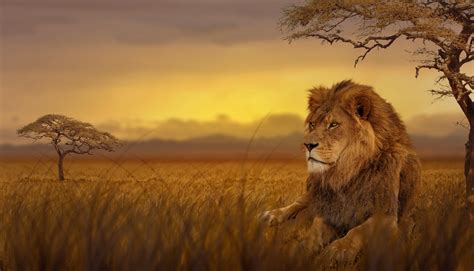 Lion Forest 5k, HD Animals, 4k Wallpapers, Images, Backgrounds, Photos