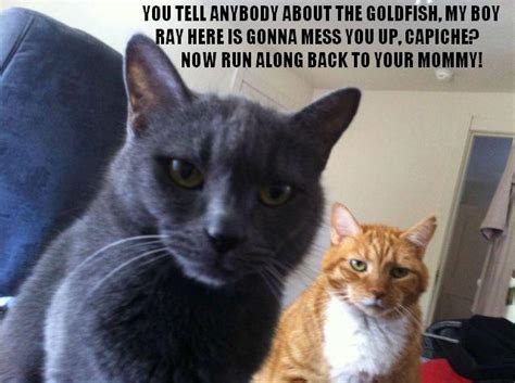 You have a laugh riot, of course, followed by a whole lot of running after your cat to hug it. Crazy, Lazy, Silly and Strange: Cat captions...