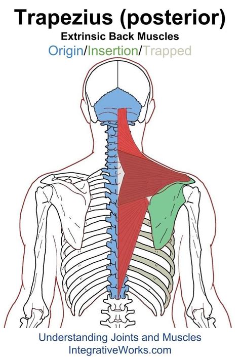 Understanding Trigger Points Pain In The Upper Neck With Sore