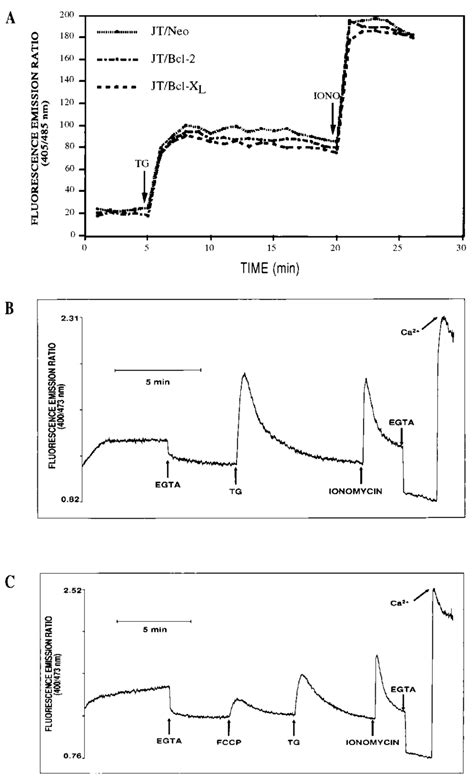 Transient Intracellular Calcium Release By Tg Fccp And Ionomycin A