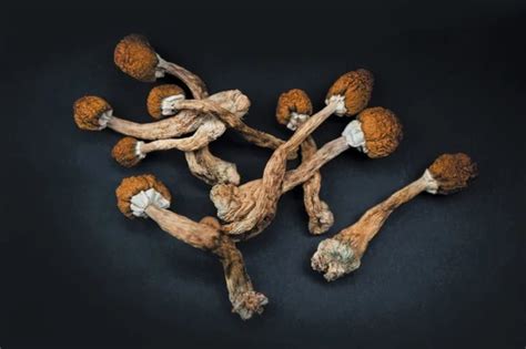 Unveiling The Strongest Magic Mushrooms Strains And Types