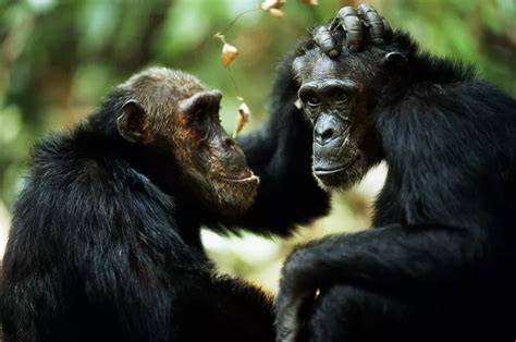 Like People Chimps Get Picky About Friends As They Age Aging In Humans