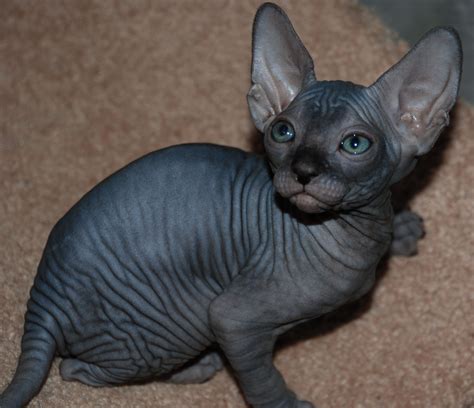 Five Facts You Never Knew About Egyptian Hairless Kittens For Sale