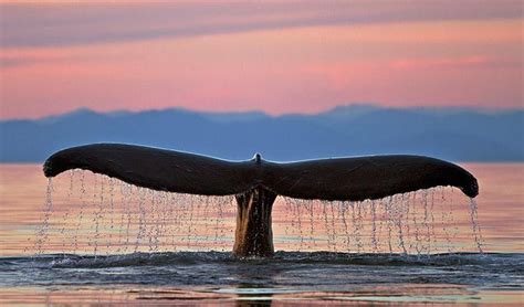 whales tails at sunset whale tail spectacular image set against alaskan sunset whale