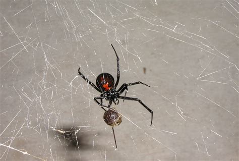 Wash the wound well with soap and water to help prevent. What makes black widow venom so poisonous? - Redorbit