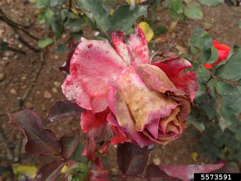 Gray Mold Botrytis Cinerea On Rose Rosa Spp 5573591