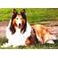 Collie  Lassie Dog