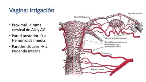 Anatomía De Genitales Internos Femeninos