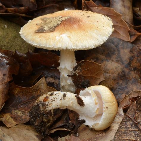 When is toasted mallow marshmallows available for delivery? Lepiota mushrooms look like the Shaggy-Stalked Parasol ...