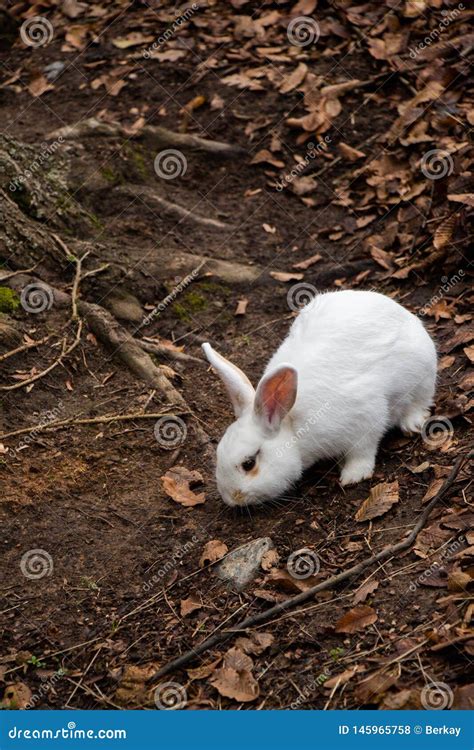 A Cute White Rabbit Walking In The Field Stock Photo Image Of Animal