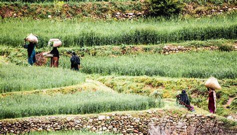 Usaid And Others Help Develop Agriculture In Afghanistan