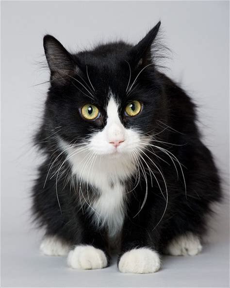 106 Best Fluffy Tuxedos Images On Pinterest Kitty Cats Cute Kittens