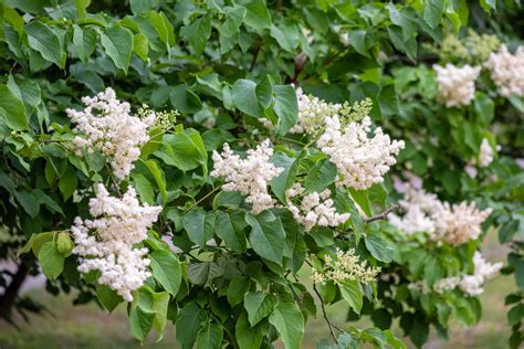 How To Grow And Care For Ivory Silk Lilac Tree