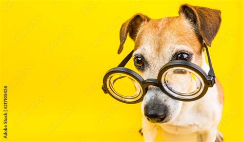 Smart Dog In Glasses On Yellow Backgeound Horizontal Banner Back To
