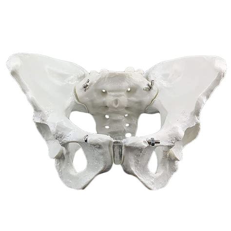 Buy Female Pelvis Skeletal Model Life Size Replica Of Human Anatomy