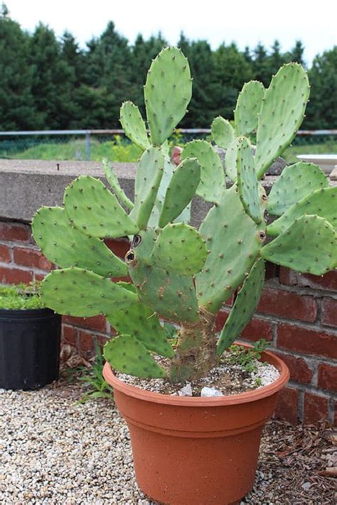 Prickly pear cactus is a classic gorgeous cactus that is easy to care for. Care and Growing Prickly Pear Cactus | How to Grow Prickly ...