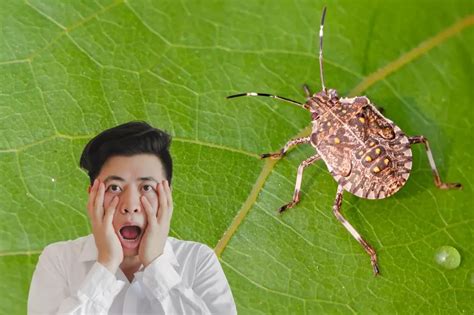 5 Great Tips To Surviving Washingtons Stink Bug Infestation