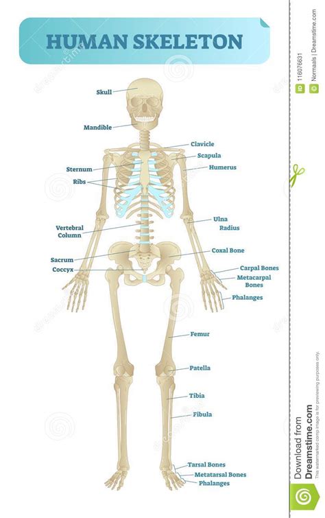 Human Bone Anatomy Arm Human Forearm Bones Icons Stock Illustration