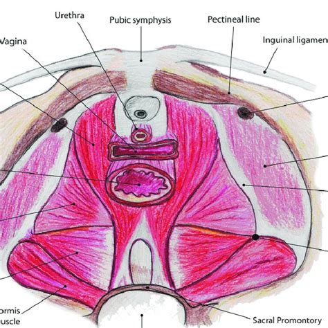 Transverse Sections Of The Anterior Abdominal Wall A Below The