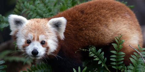 Red Panda Smithsonians National Zoo