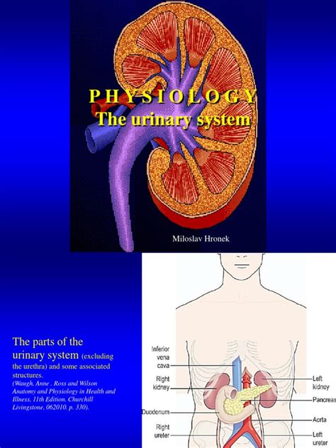 Physiology Urinary System Kidney Renal Function