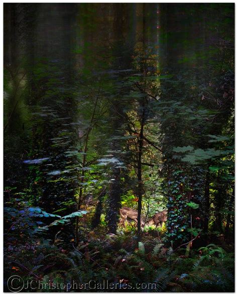 Forest Siblings In Pacific Northwest Forests Landscape By John
