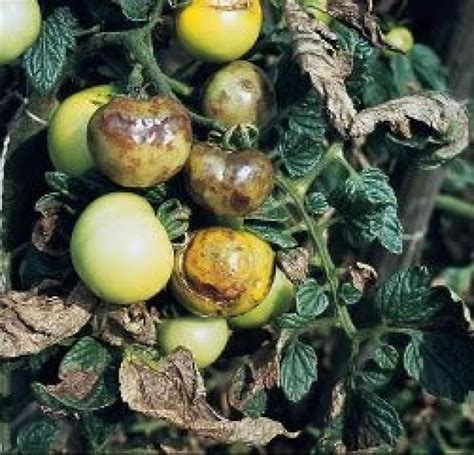 Pragas E Doenças Do Tomate Guia Completo Com Fotos E Dicas Noticias