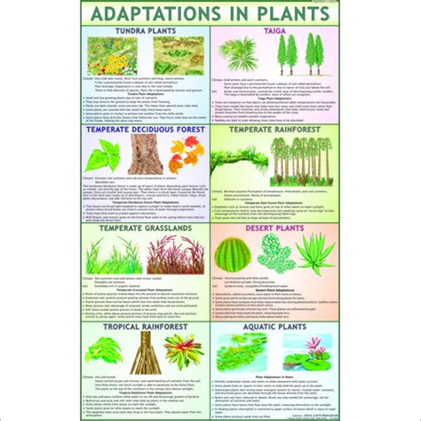Adaptation In Plants Chart Dimensions 70 X 100 Centimeter Cm At Best