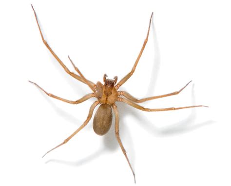 Recluse Spiders At University Of Michigan Cause Brief Library Closure