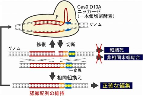 化学と生物 日本農芸化学会 Vol56 No5 Cas9ニッカーゼを用いたオフターゲットのない新しいゲノム編集法