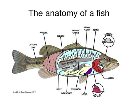 Fish Fin Anatomy