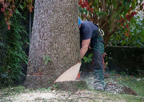 And what we do is provide the highest quality plant material in southern utah. Tree Trimming Services in Layton, Ogden, Farmington, and ...