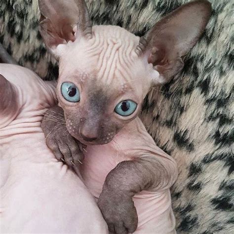 Cat Facts Fascinating Facts About Hairless Cats CatTime Cute Hairless Cat Hairless Cat
