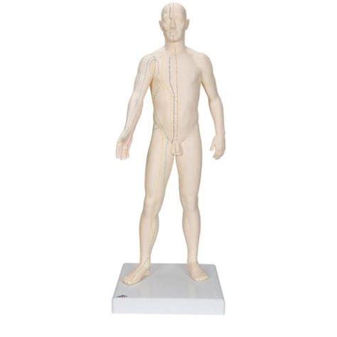 Modello Anatomico Di Corpo Intero N30 3B Scientific Di Agopuntura