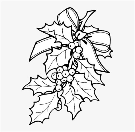 Alluring Christmas Holly Drawings Wellsuited Coloring Disegni Natalizi Da Colorare Png Image