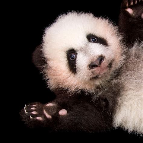 Are you sure you want to discard your changes? Giant Panda | National Geographic