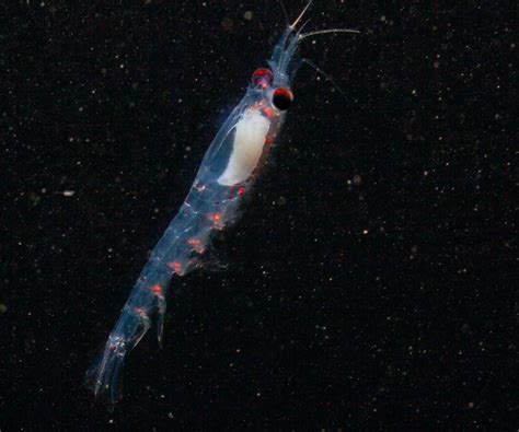 In Constant Darkness Arctic Krill Migrate By Twilight And The Northern
