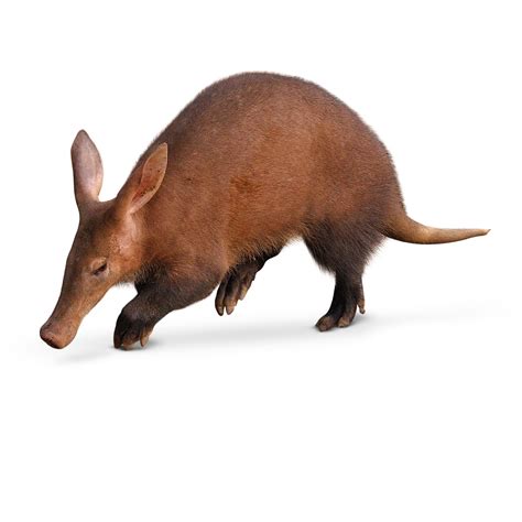 What Is An Aardvark Aardvark Facts For Kids Dk Find Out
