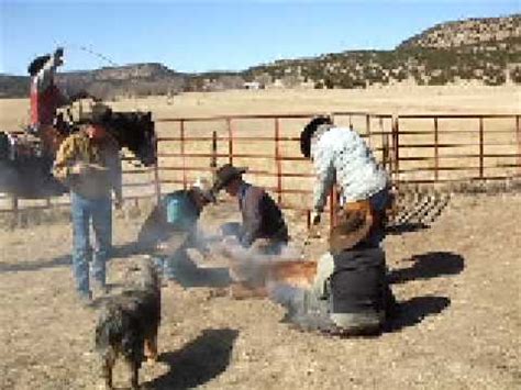 Classic symbol of the wild west. Cattle Branding 2009 - YouTube