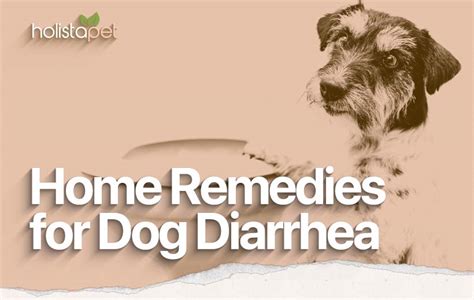 Dog Diarrhea Home Remedies Best Tips For Prevention Holistapet