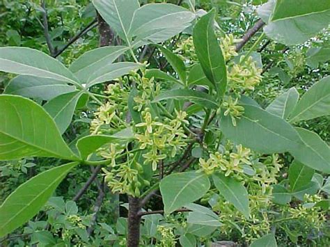 Planting zones are areas you can find on a growing zone map that show exactly which plants are best suited to thrive in your given area, or zone. 40 best Understory trees: natives, zone 6B images on ...