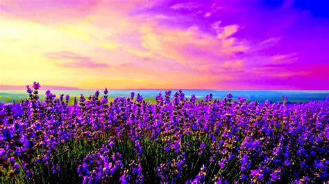Fields Lavender Field Fields Sunrise Spring Dusk Wallpaper 2048x1152