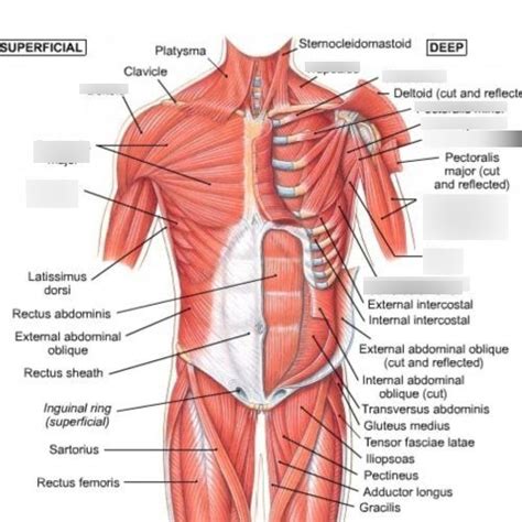Muscles Of The Chest Diagram Quizlet