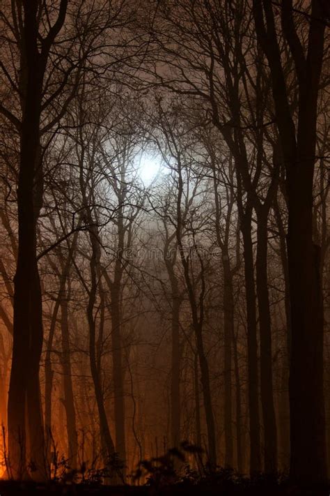 316 Foresta Sulla Notte Illuminata Dalla Luna Foto Stock Foto Stock