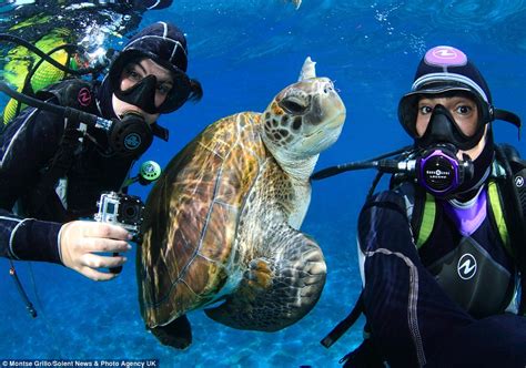 Turtles Swimming Up Close To Two Divers And Playing Around For The