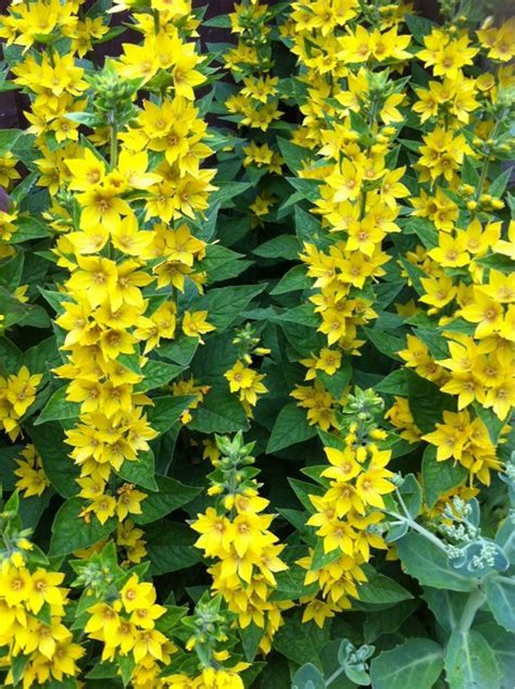 Yellow Loosestrife Lysimachia Punctata Hardy Perennial Plant That